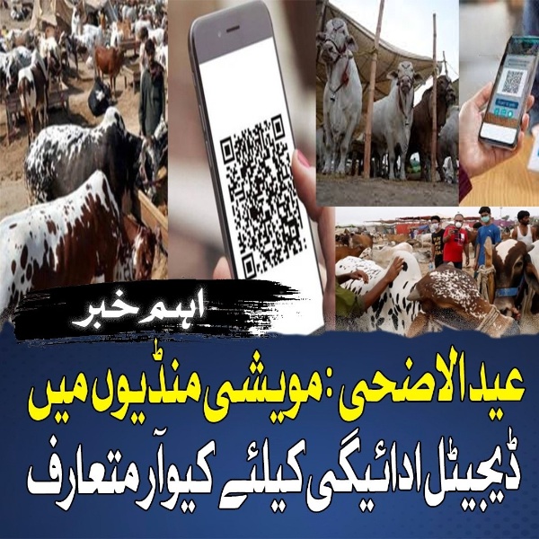 عید الاضحی 2024: مویشی منڈیوں میں ڈیجیٹل ادائیگی کیلئے کیوآر کوڈ متعارف