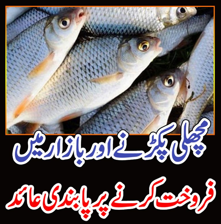 جال کے ذریعے مچھلی پکڑنے ،چھلکے والی مچھلی بازار میں فروخت کرنے پر پابندی عائد